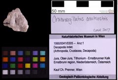 Foto (Objekt + Etiketten) von Decapoda indet. (NHMW-GEO-1990-0041-0305)